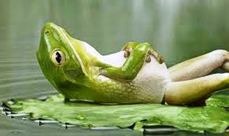 stock photo of reclining frog